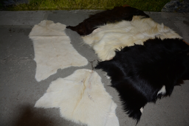 Ziegenfelle Weiß - 2 Teile ein Preis (öko)